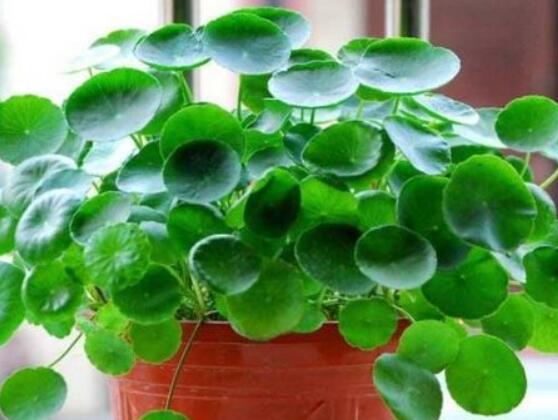 銅錢草泡水喝的作用，利尿排石、抗炎消炎