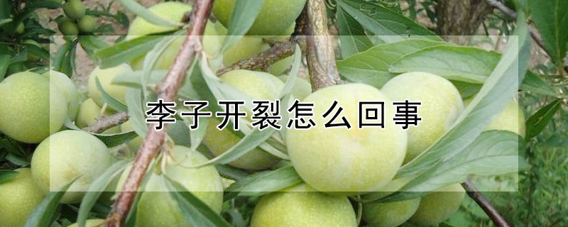 李子開(kāi)裂怎么回事