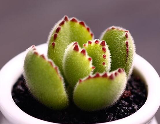 熊童子掉葉子怎么回事，三種原因以及解決方法