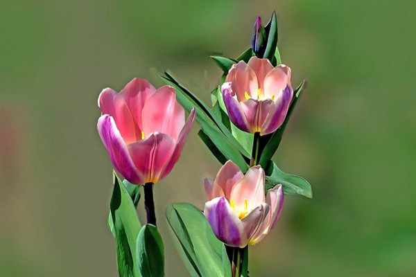 郁金香有多少個(gè)生長(zhǎng)期