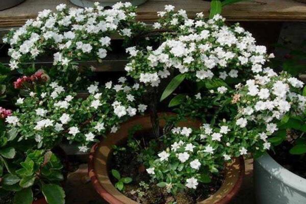 為什么六月雪不開花，以下5種原因都會導(dǎo)致它不開花