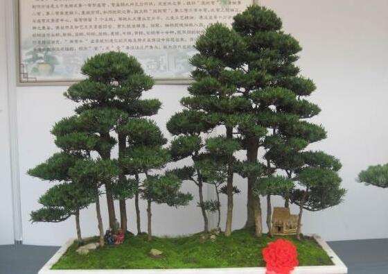 玉樹葉子有沒有毒，葉子沒毒汁液是有毒的