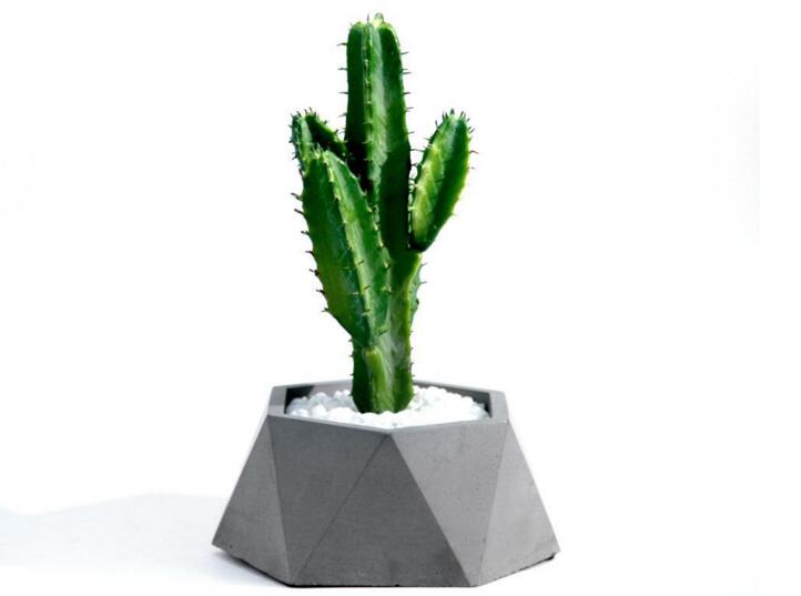 仙人掌怎么施肥，選擇合適肥料很重要