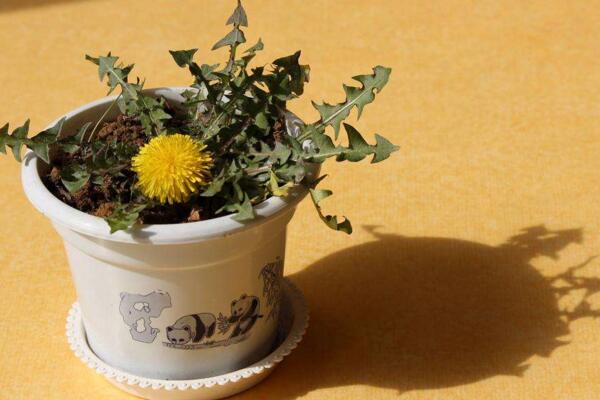 蒲公英有毒嗎，沒(méi)有毒但是有很多地方需要注意