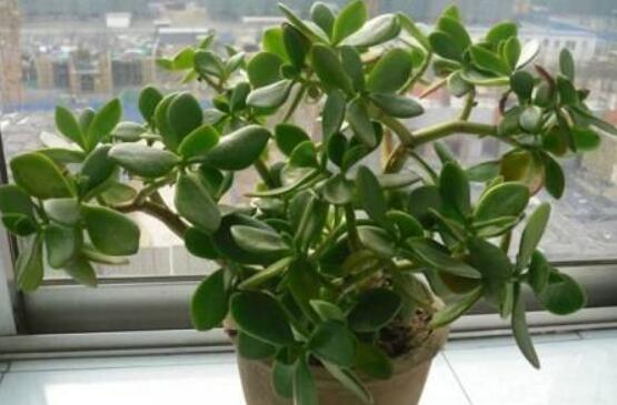 燕子掌怎么修剪，春季最佳/剪除枝條枝葉(瘦病枯)