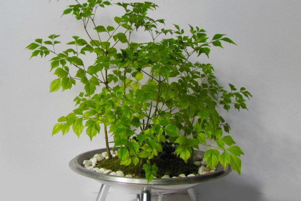 幸福樹上有白色絮狀物怎么辦，可能是感染了白粉病