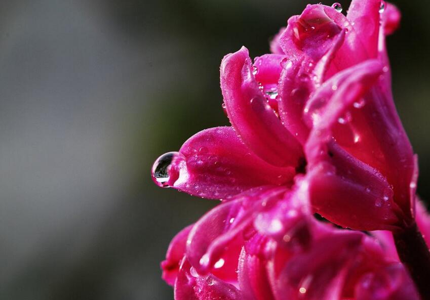 風(fēng)信子土培的養(yǎng)殖方法，要從土壤等5個(gè)方面注意