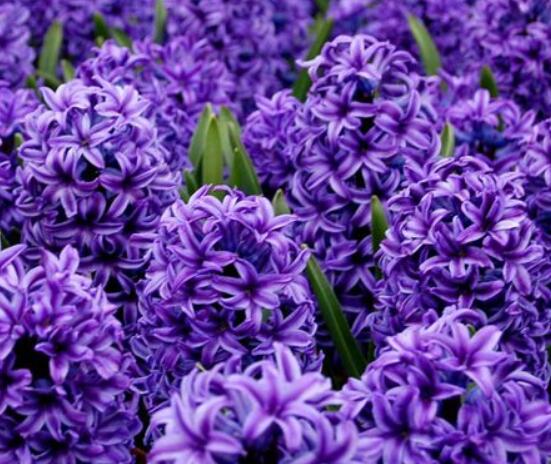 家里養(yǎng)風信子好嗎，好/美化家居環(huán)境、凈化空氣