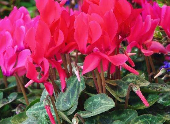 仙客來葉子嚴重發(fā)黃，老農(nóng)總結最直觀三種解決辦法