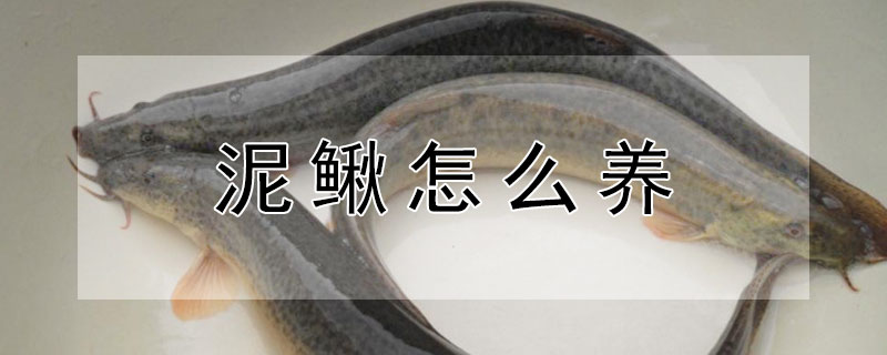 泥鰍怎么養(yǎng)