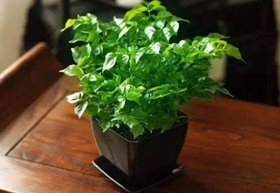 幸福樹(shù)的寓意，象征著家庭和美，幸?？鞓?lè)