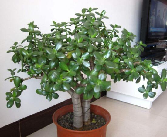 燕子掌的養(yǎng)殖方法和注意事項(xiàng)，老農(nóng)總結(jié)最實(shí)用八大養(yǎng)殖技巧