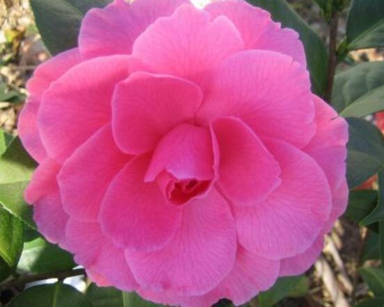 一品紅花語寓意是什么，代表著為你一路降妖除魔