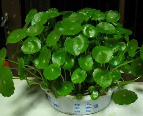 水培銅錢草葉子發(fā)黃怎么辦，四種原因以及解決方法