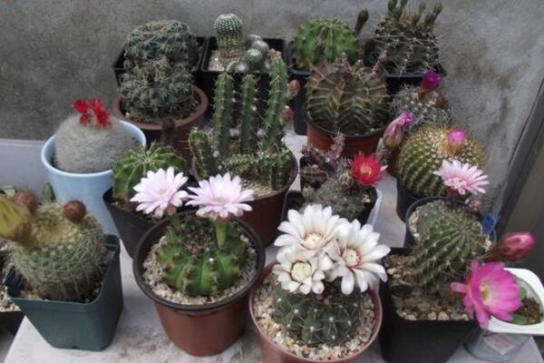 仙人掌枯萎了該怎樣救護，立即換盆并加強管理