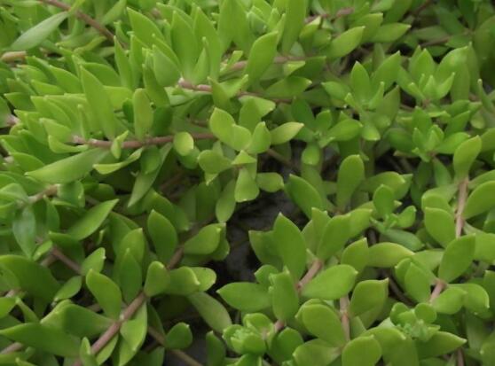 玉樹如何施肥，做到薄肥勤施原則(春夏秋冬)