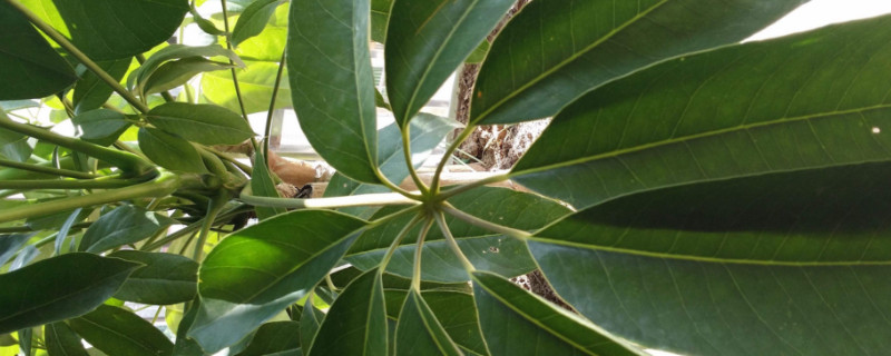 金錢樹和發(fā)財(cái)樹哪個(gè)好養(yǎng)