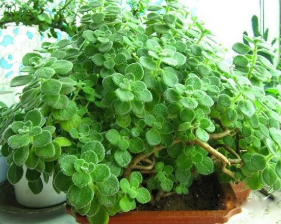 碰碰香爛根處理方法，老農(nóng)總結(jié)兩種最簡單有效措施(輕度與重度)