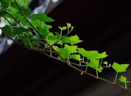 常青藤多久澆一次水，見干見濕原則保持盆土濕潤