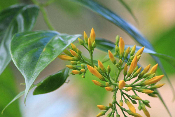 斷腸草和金銀花的區(qū)別，形態(tài)/觸感/花朵/功效不同