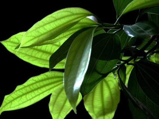 平安樹葉子發(fā)黑是怎么回事，三種原因以及解決方法