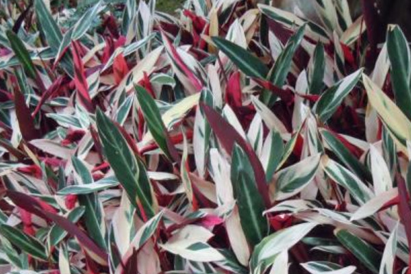 飛羽竹芋的花語與寓意