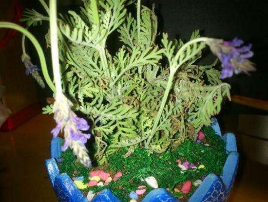 薰衣草葉子干枯怎么辦，教你正確的補(bǔ)救方法