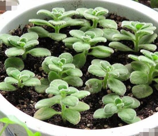 碰碰香的繁殖與養(yǎng)護(hù)，扦插繁殖存活率最高/肥水光照充足