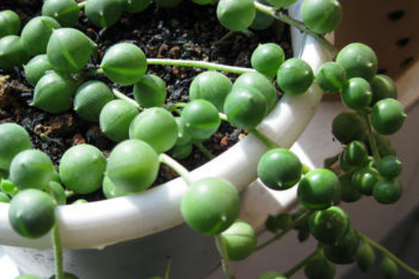 珍珠吊蘭的養(yǎng)殖方法和注意事項