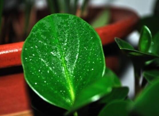 紫邊碧玉的作用以及花語，凈化空氣、活血止痛、跌打損傷