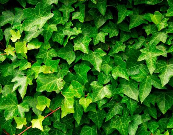 常春藤晚上能放臥室嗎，能/凈化空氣、舒緩身心、擋煞驅(qū)煞