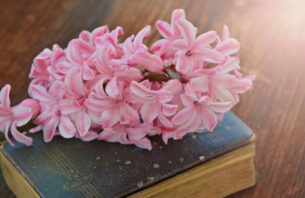 風(fēng)信子花期是什么時(shí)候，不同的品種不同的時(shí)間