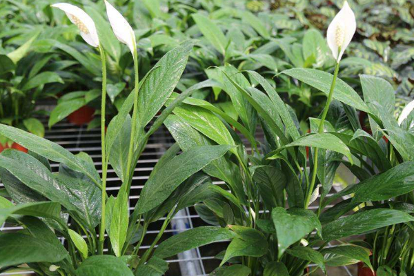 白掌葉子下垂能恢復嗎