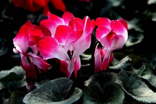 仙客來花怎么養(yǎng)