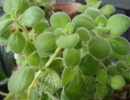 驅蚊草碰碰香有毒嗎，無毒/凈化空氣、醒腦提神