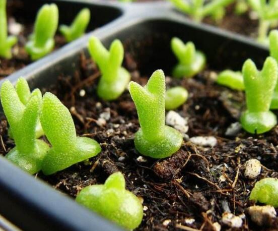 碧光環(huán)爛根怎么辦，兩種爛根防治方法/及時(shí)脫盆修剪消毒