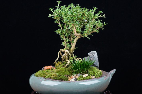 六月雪盆景造型圖解，造型固然重要剪后養(yǎng)護(hù)也不可忽視