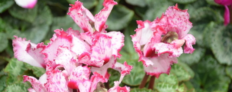 水培仙客來(lái)的養(yǎng)殖方法和注意事項(xiàng)