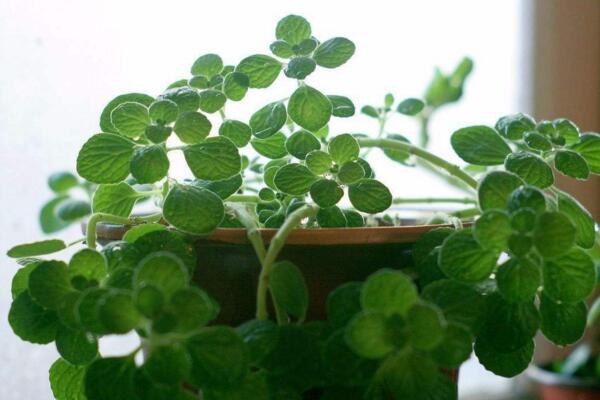 碰碰香能泡茶嗎，碰碰香泡茶作用非常明顯