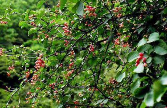 紅豆杉的藥用價值，盤點(diǎn)紅豆杉六大藥用價值