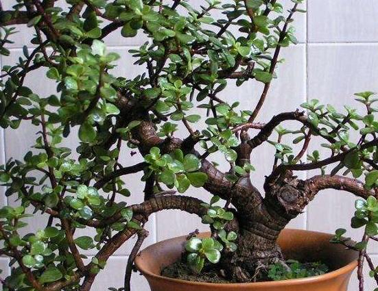 盆栽燕子掌的養(yǎng)殖方法，教你八大基本方法可生長(zhǎng)的青翠碧綠