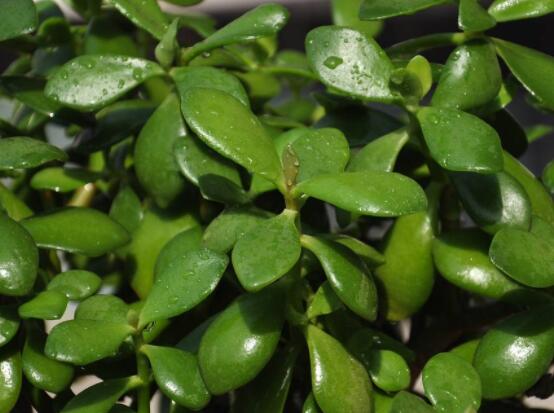 怎么讓玉樹(shù)開(kāi)花，做好這六個(gè)要點(diǎn)便可花開(kāi)爆盆