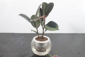 橡皮樹可以水培嗎，橡皮樹的水培方法