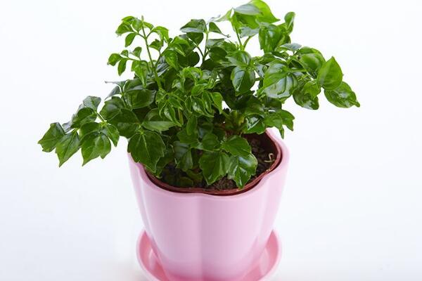 幸福樹怎么換盆，以下四部必須要做到