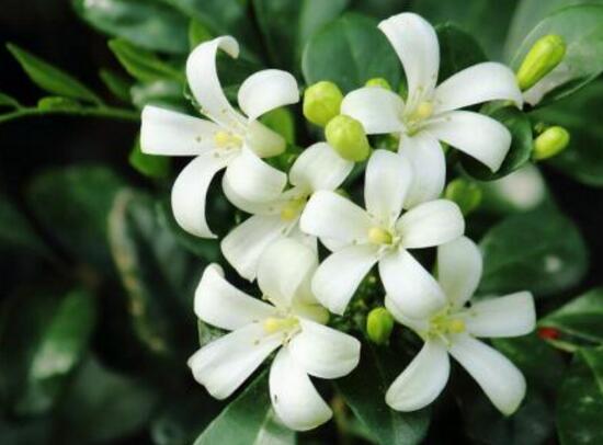 九里香葉子為什么發(fā)黃，九里香葉子發(fā)黃怎么辦