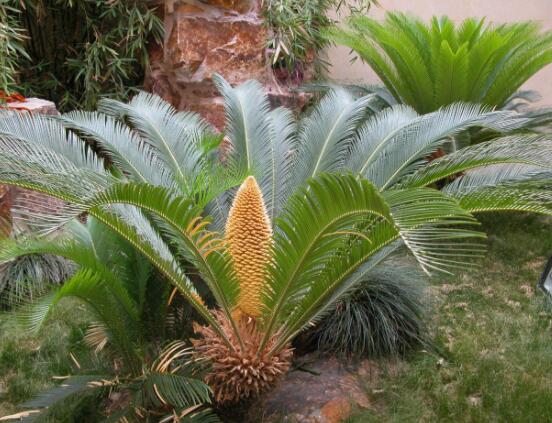 鐵樹開花是吉還是兇，預(yù)示生活美滿、大吉大利(吉兆)