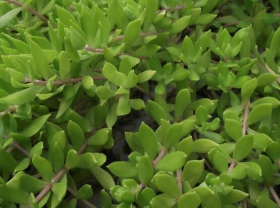 玉樹可以放在室內(nèi)嗎，小心碰觸導(dǎo)致瘙癢、腫痛(有毒)