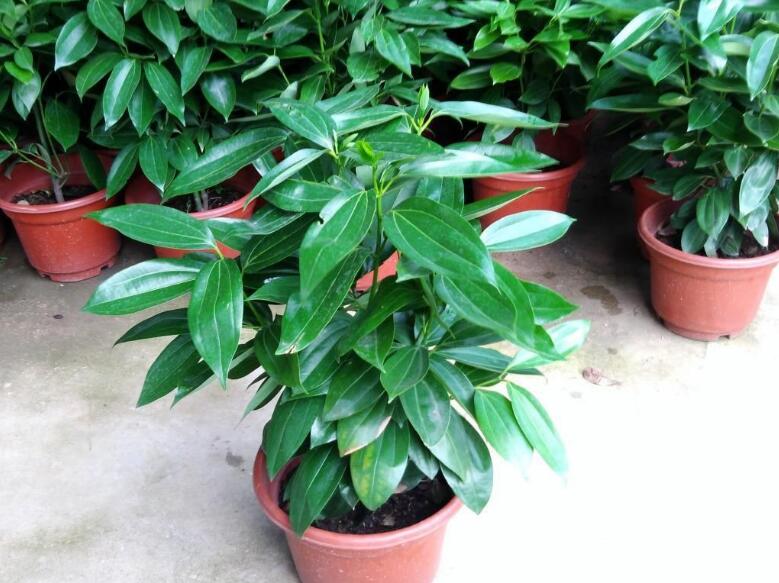 平安樹的功效與作用，保佑平安幸福