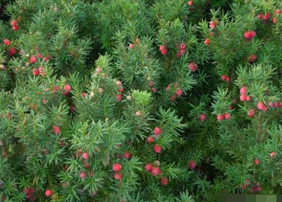 紅豆杉的品種，盤點(diǎn)中國(guó)紅豆杉五大品種