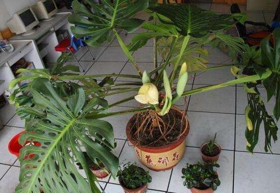 龜背竹用深盆還是淺盆，透氣性強深盆為主(陶盆/紫砂盆/泥瓦盆)